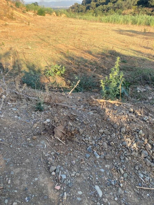 Vente Terrain Tipaza Kolea