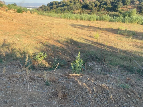 Vente Terrain Tipaza Kolea
