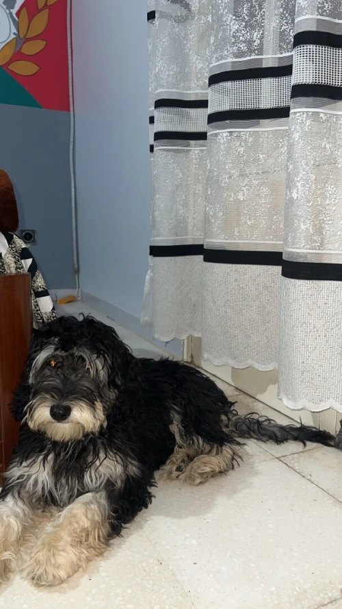 caniche