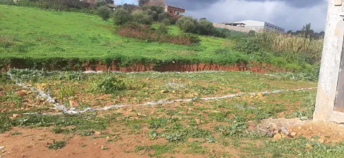 Vente Terrain Tipaza Attatba
