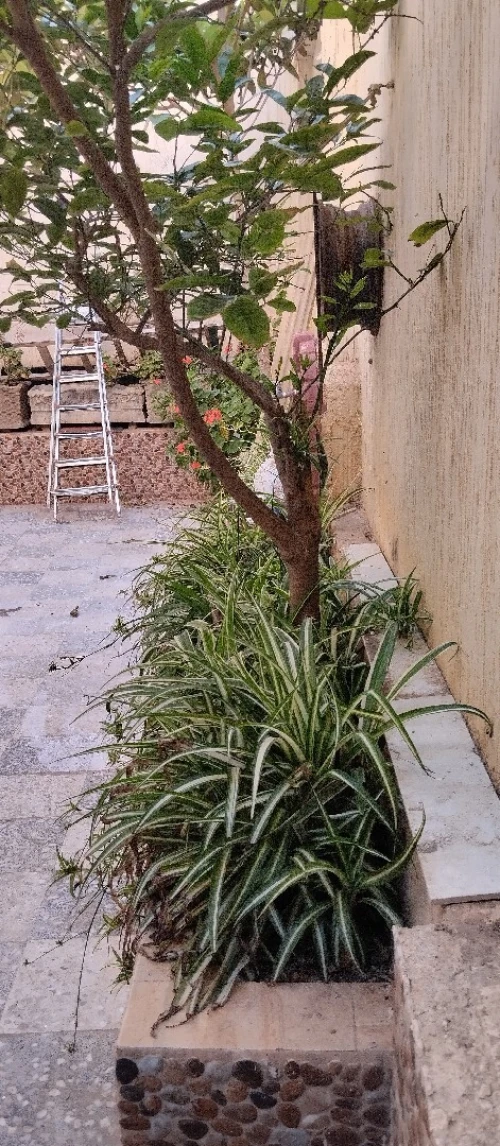 Location vacances Appartement Niveau de villa F3 Tipaza Bou ismail