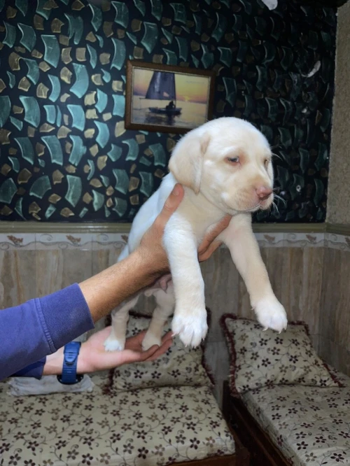 Adorable chiot Labrador / pure race