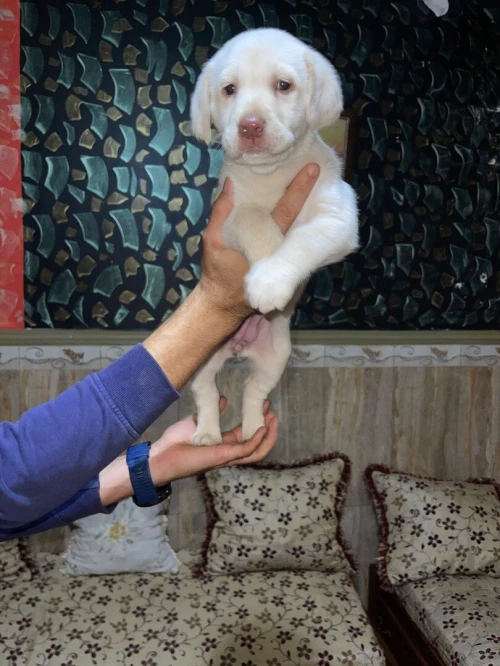 Adorable chiot Labrador / pure race