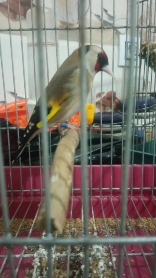 Canari mosaïque + chardon 