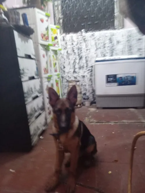 Chien belges allemand 