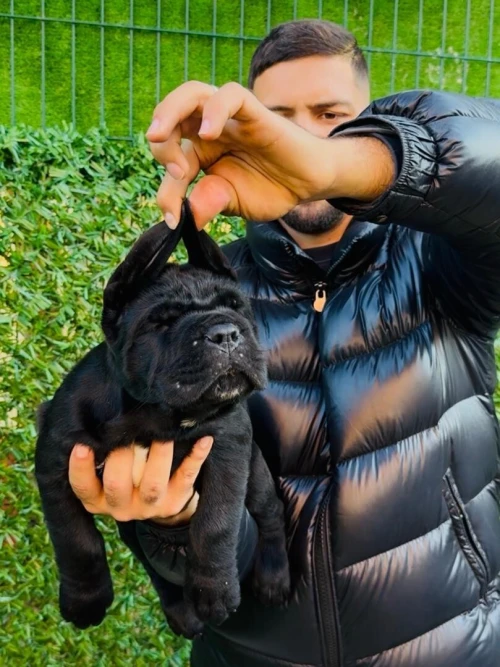 Chien cane corso