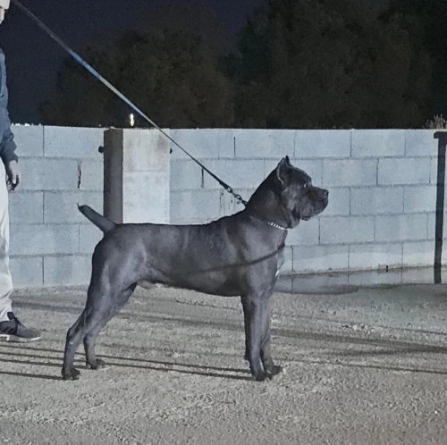 Mal cane corso