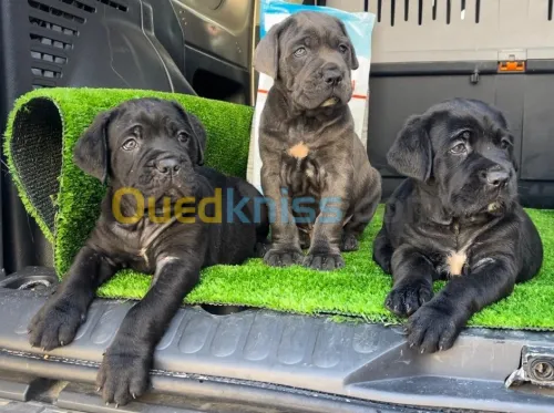 Cane corso 