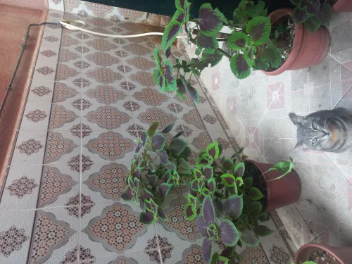 Location vacances Appartement Niveau de villa F2 Alger Alger centre