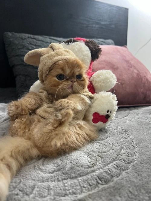 Chat