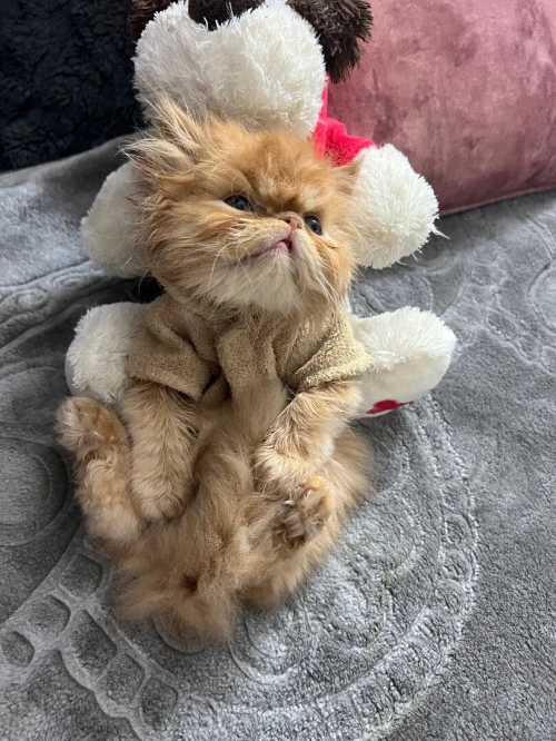 Chat