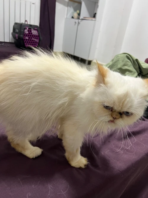 Chat persan (femelle)