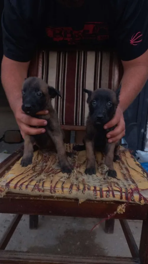 Chiot malinois 