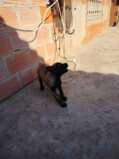 Chien malinois