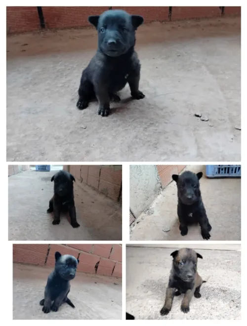 Des chiot a vendre