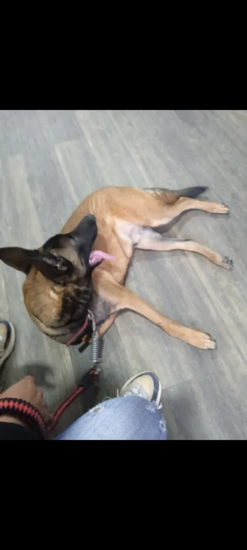 Chien malinois 