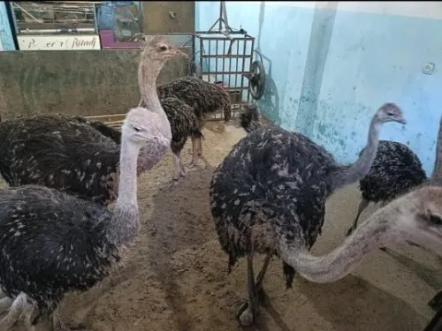 النعام