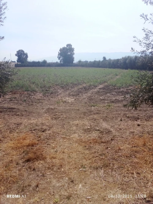 Vente Terrain Agricole Tipaza Kolea