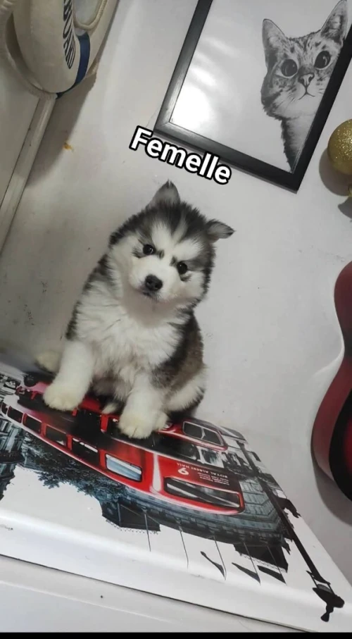 Femelle husky malamute