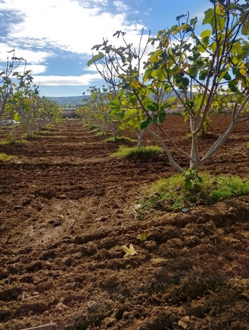 Vente Terrain Agricole Skikda Azzaba
