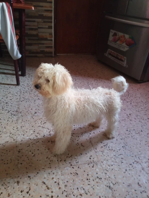 Chien caniche