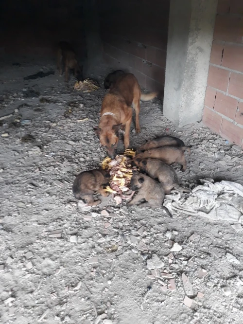 chien berger malinois charbonné