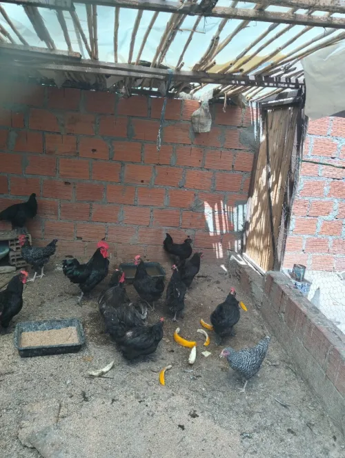 Poules