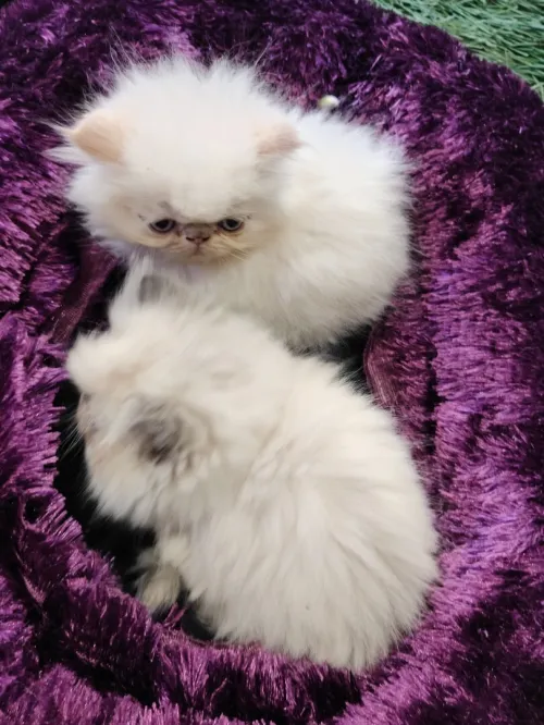Chat
