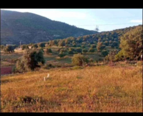 Vente Terrain Boumerdès Beni amrane