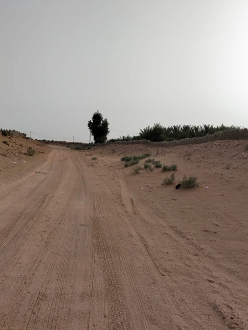 Vente Terrain Agricole Ouargla Ngoussa