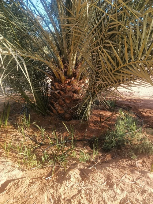 حشان