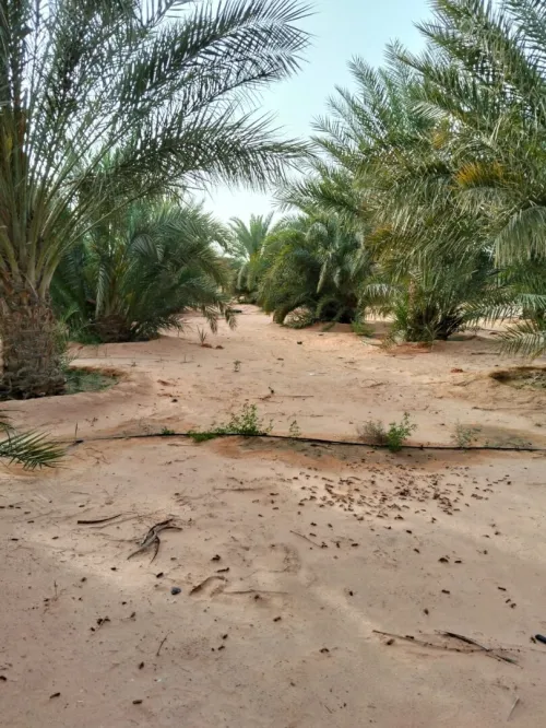 Vente Terrain Agricole Ouargla Ngoussa
