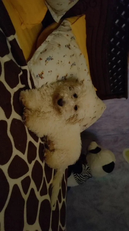 Caniche bichon a vendre/accepte échange avec un persan 