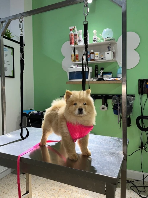 Toilettage professionnel chiens & chats