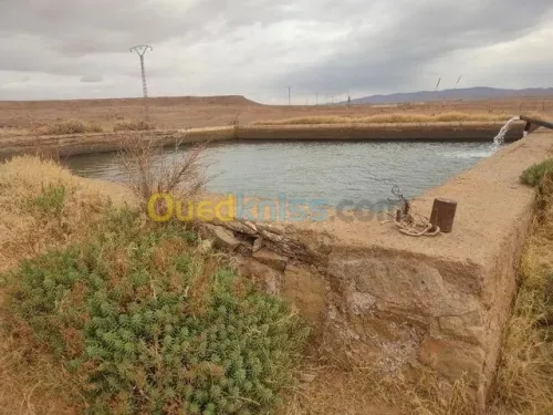 Vente Terrain Agricole Laghouat Tadjemout