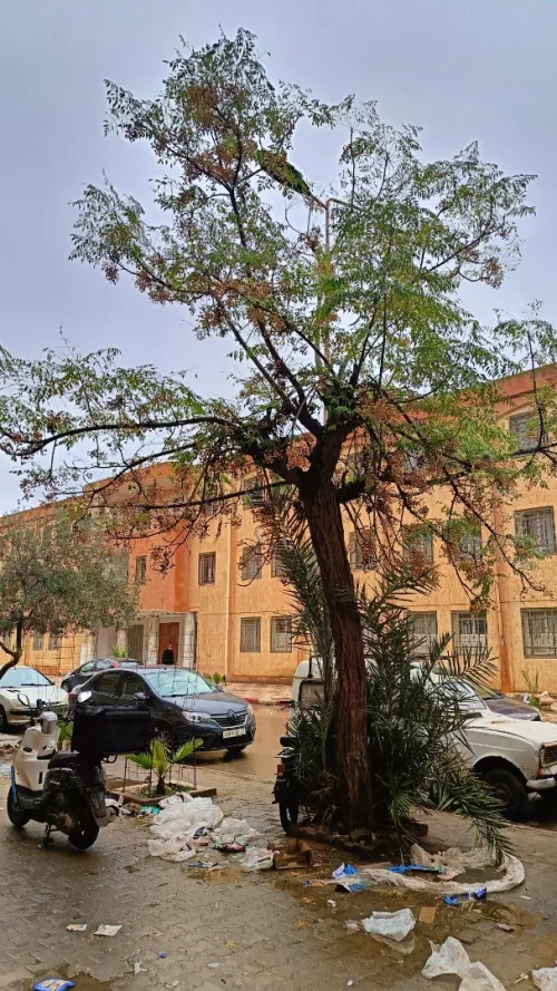 Vente Appartement F3 Sidi Bel Abbès Sidi bel abbes