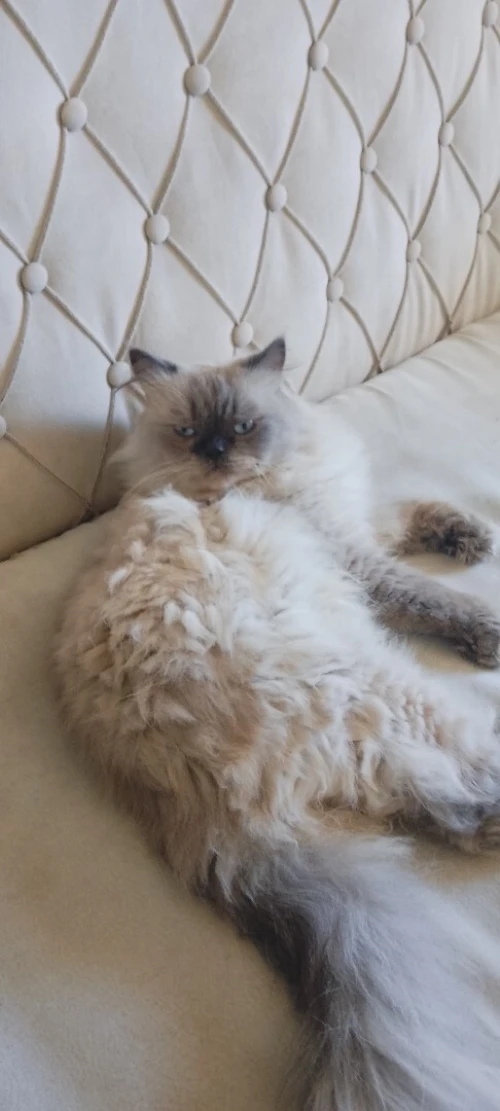 Chat persan peky face