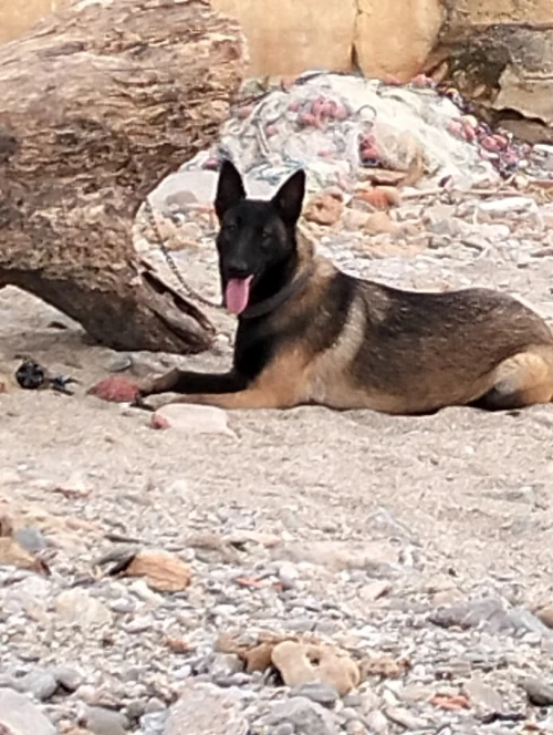 Chien malinois
