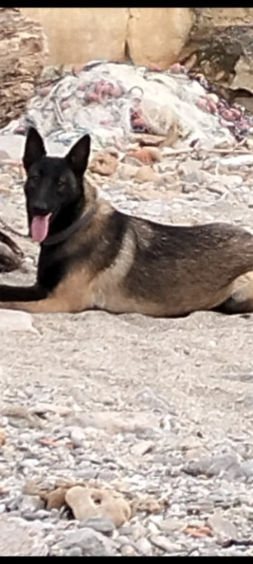 Chien malinois
