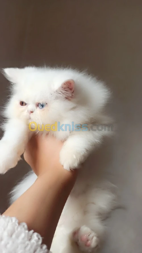 Femelle Persan hymalayene pure race 
