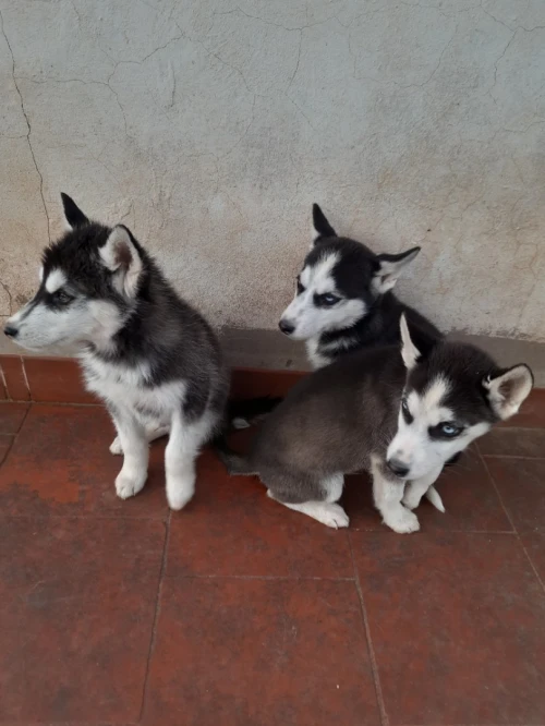 Chiot husky 