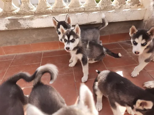 Chiot husky