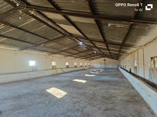 Location Hangar - Usine Oran El Kerma