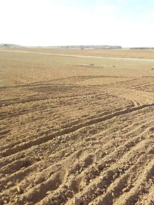 Vente Terrain Agricole Tiaret Dahmouni