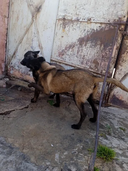 2 couples malinois noir