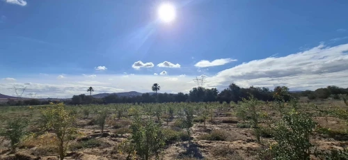 Vente Terrain Agricole Aïn Témouchent Ouled boudjemaa