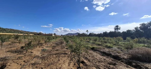 Vente Terrain Agricole Aïn Témouchent Ouled boudjemaa