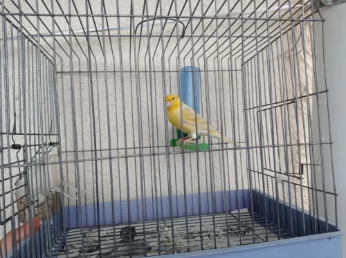 Canaris satinés