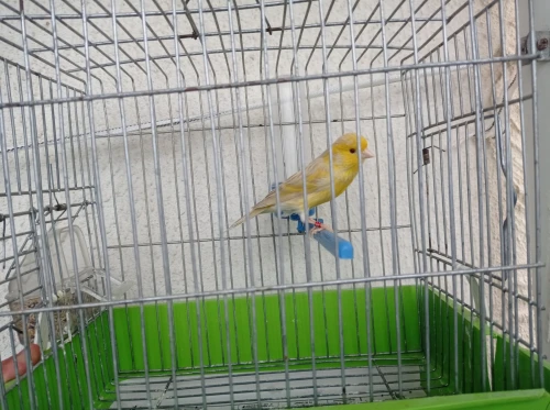 Canaris satinés