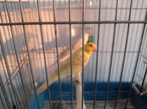 Canaris Satinés